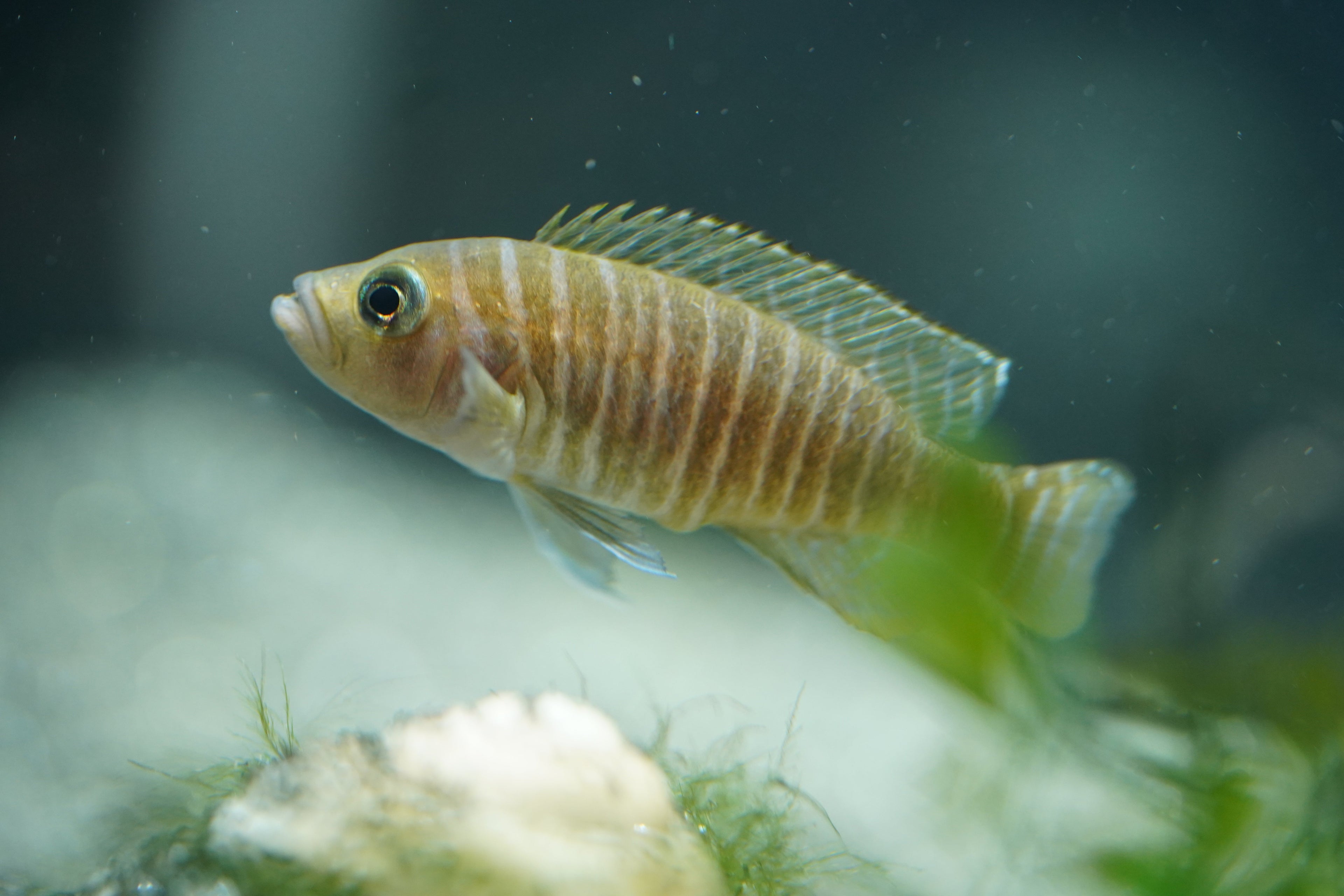 Compatible Vs Incompatible Fish Species | What You Need to Know Before Stocking Your Aquarium