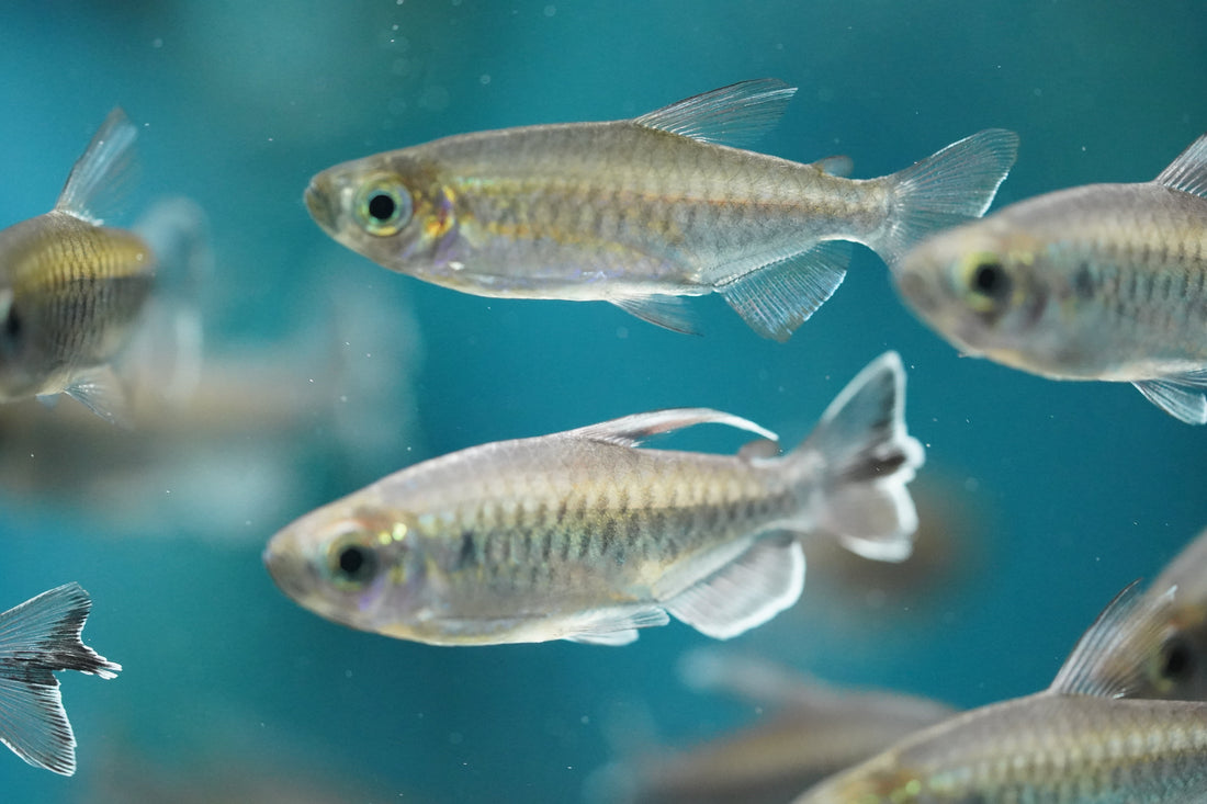 10 Beginner Fishkeeping Mistakes to Avoid | Aquarium Tips