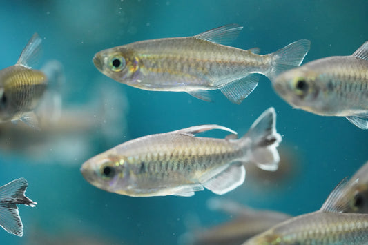 10 Beginner Fishkeeping Mistakes to Avoid | Aquarium Tips