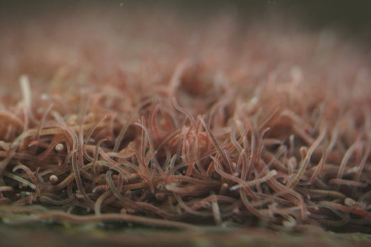 Why You Shouldn’t Overfeed Your Fish | Beginner Guide