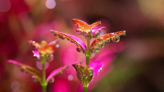 Plastic vs Real Aquarium Plants | Which Is Better?