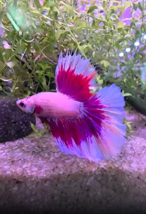 Betta (Fighting Fish)