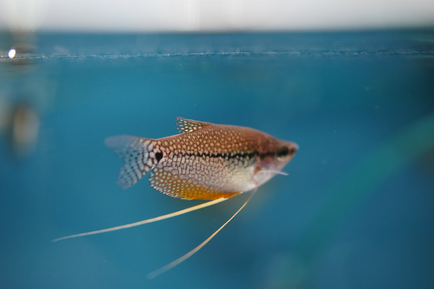 Gouramis