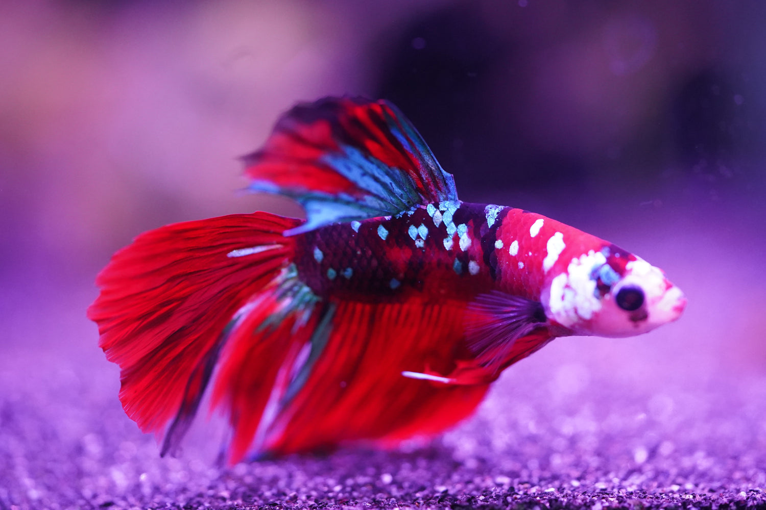 Betta (Fighting Fish)