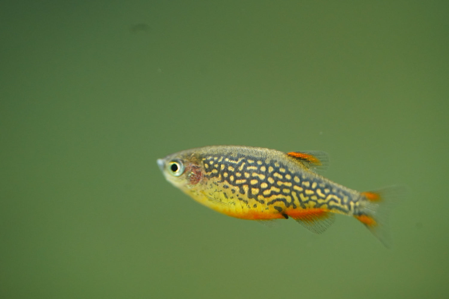 Danios & Minnows