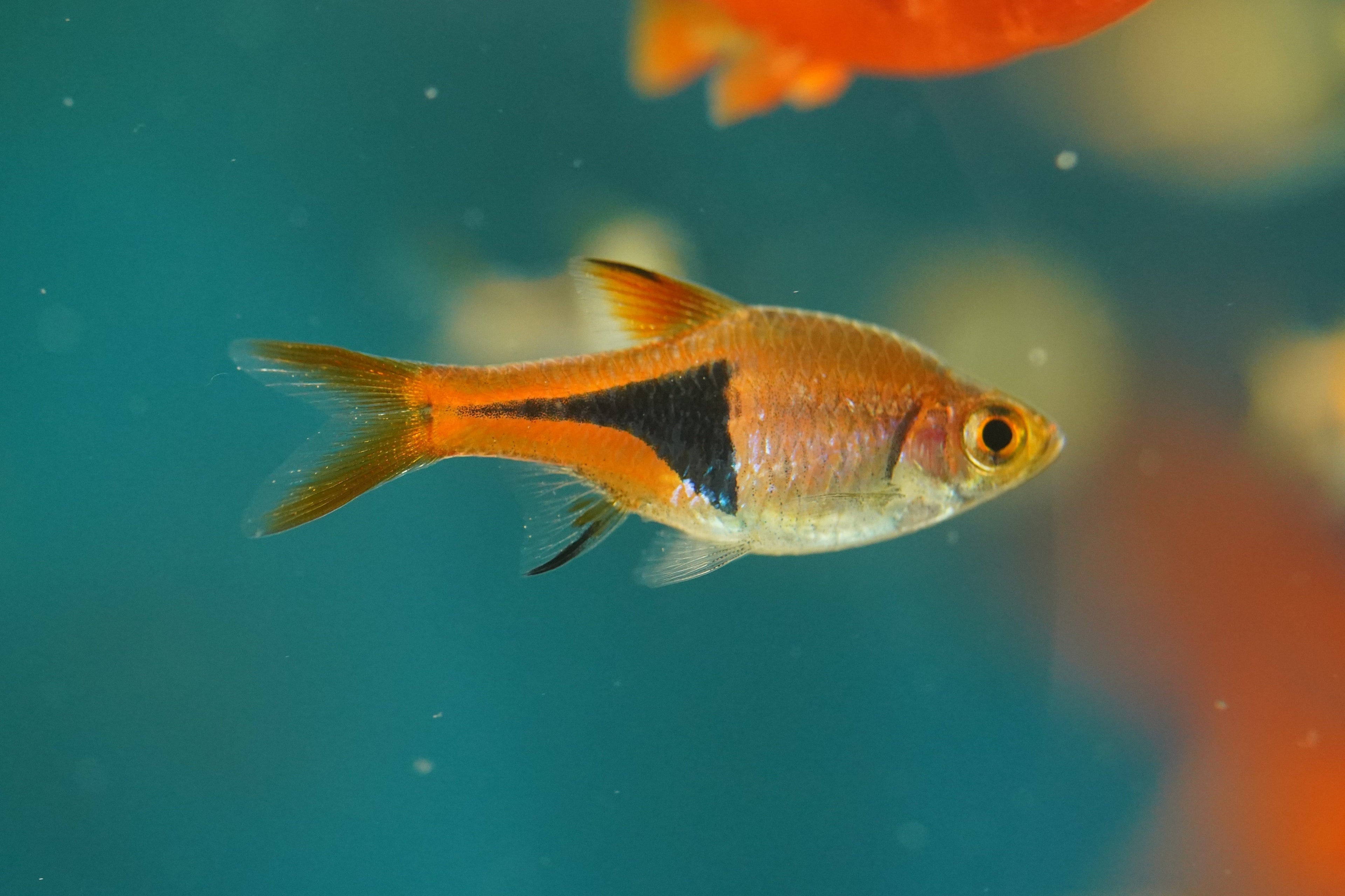 Fish For Small Tanks