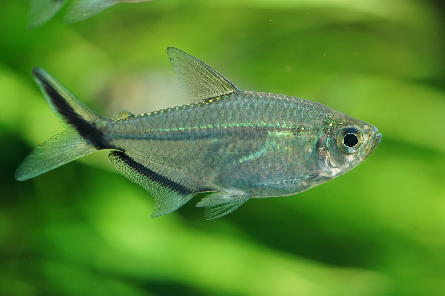 Tetras