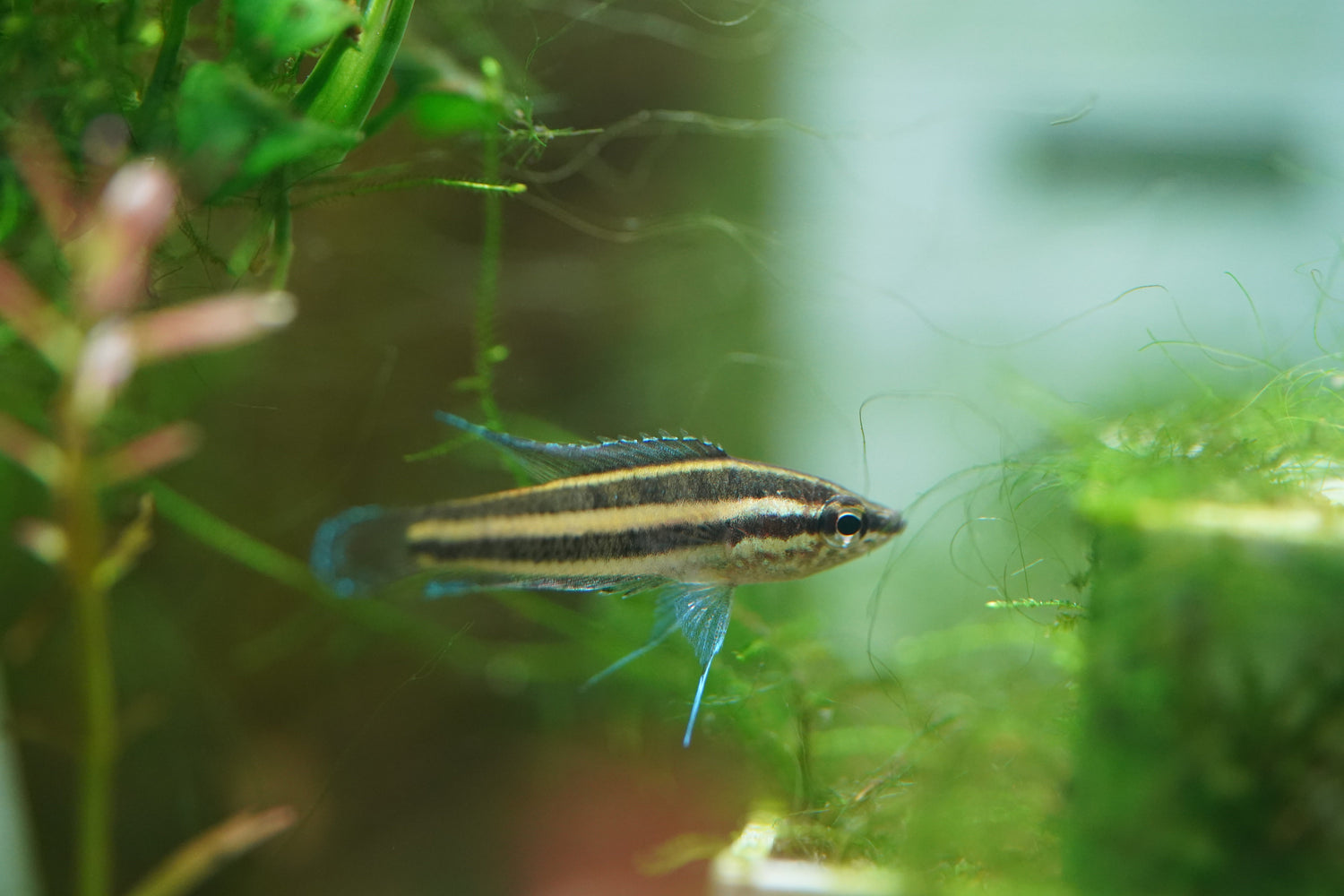 Gouramis