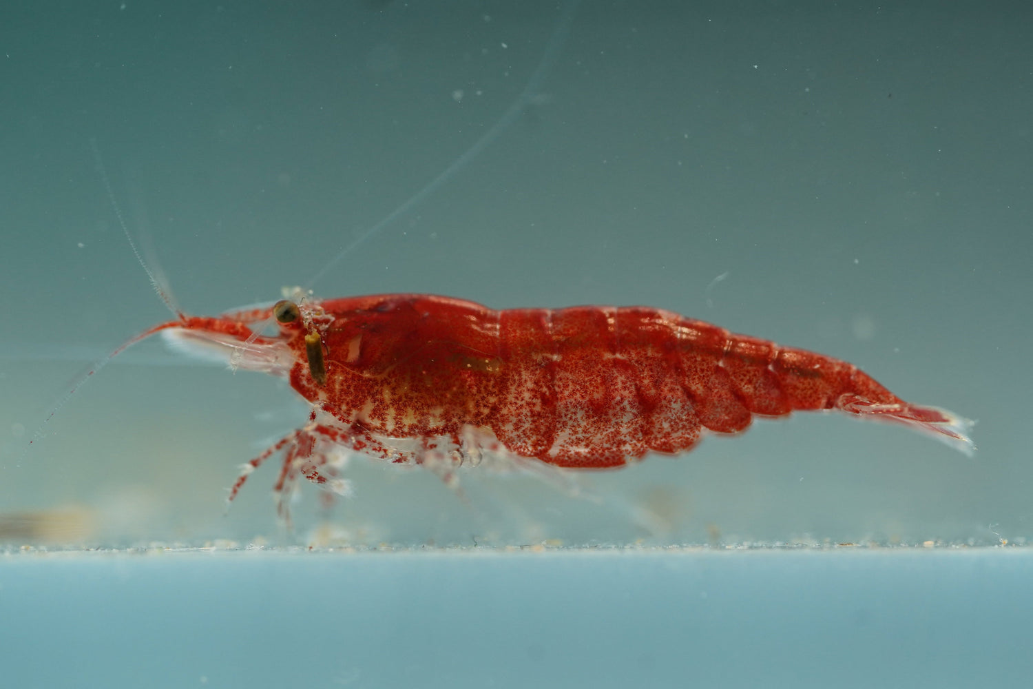 Neocaridina Shrimp