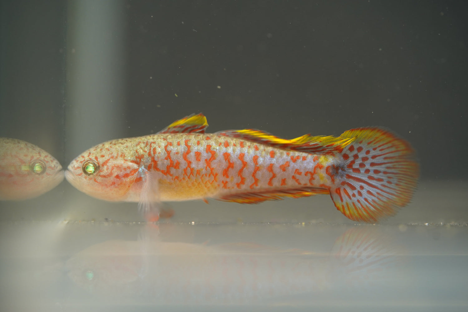 Australian & New Guinea Native Fish