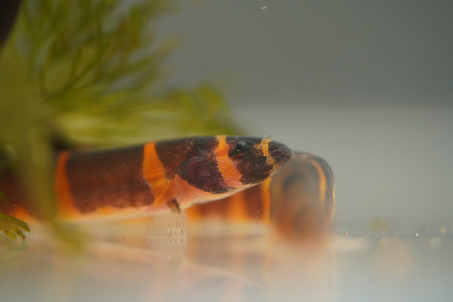 Eels & Loaches