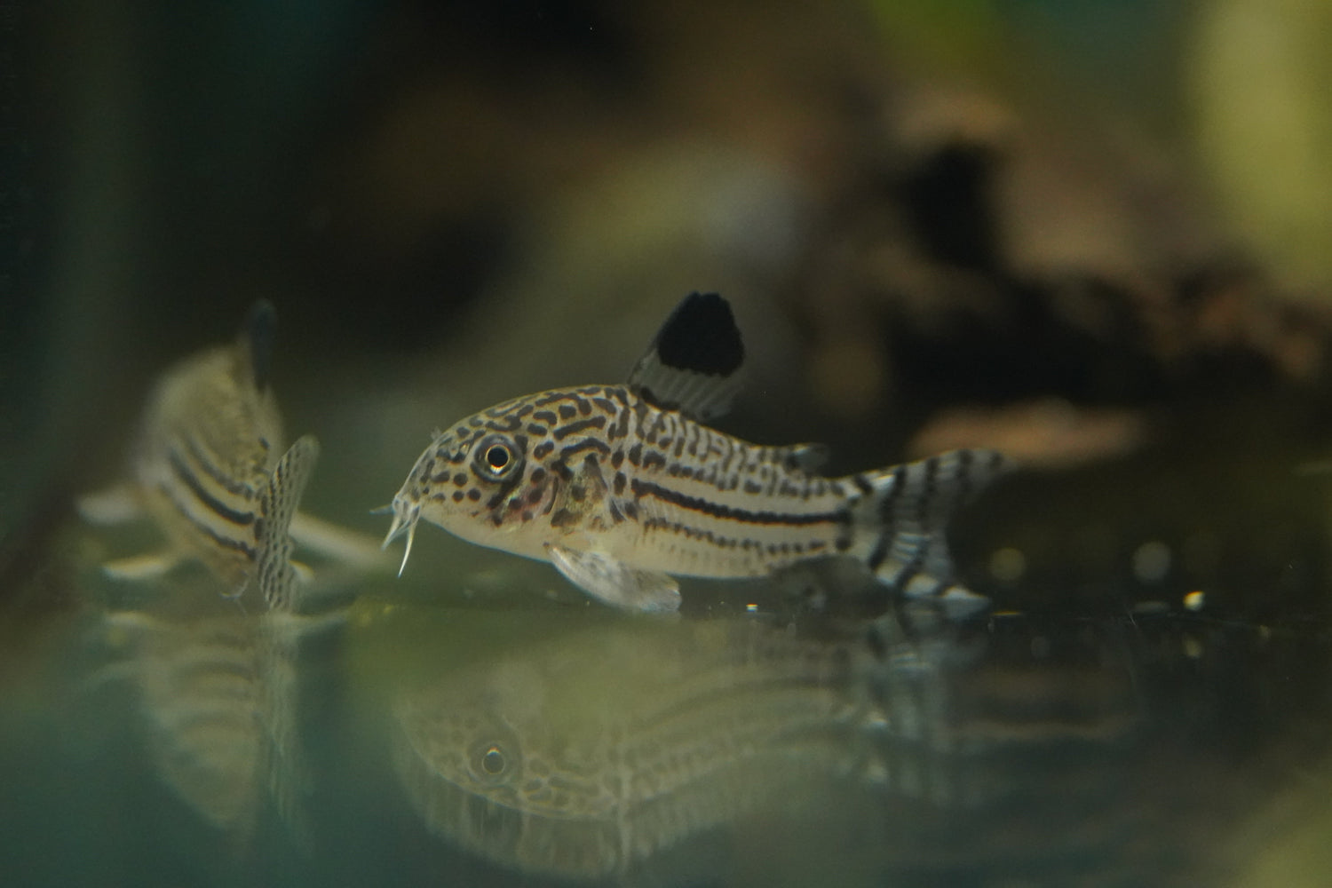 Catfish