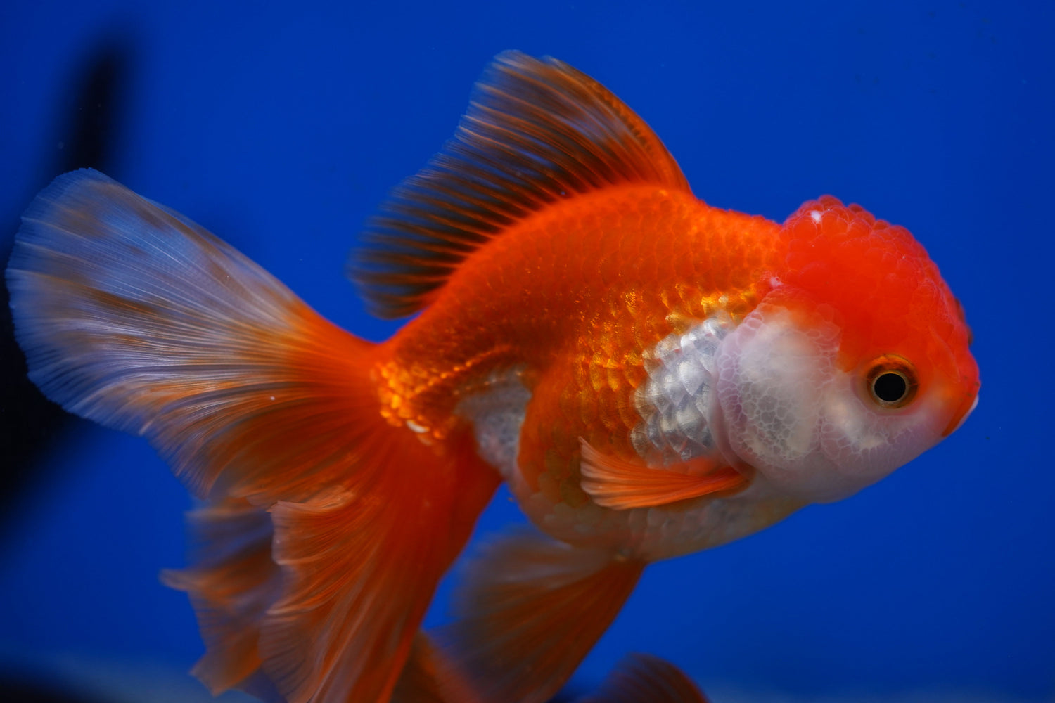 Goldfish