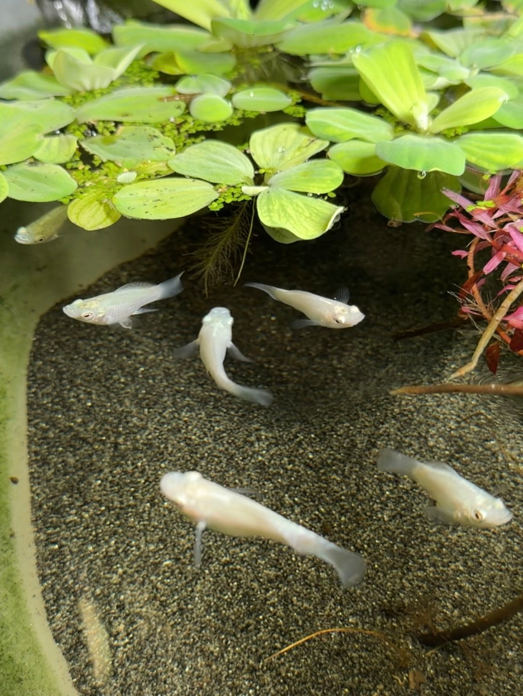 Killifish & Ricefish