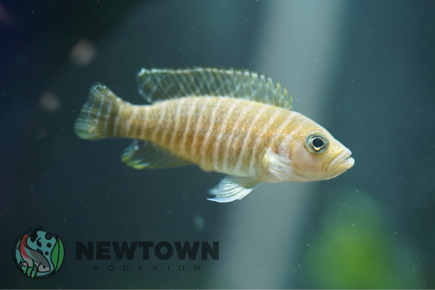 Cichlids - African