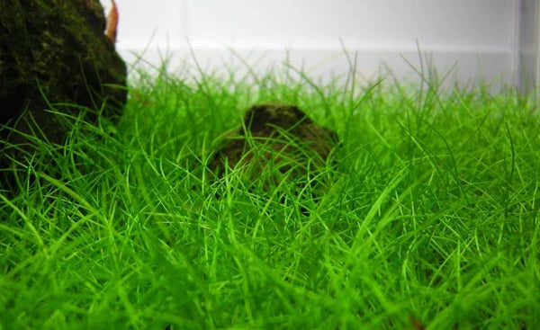 Carpet Plants