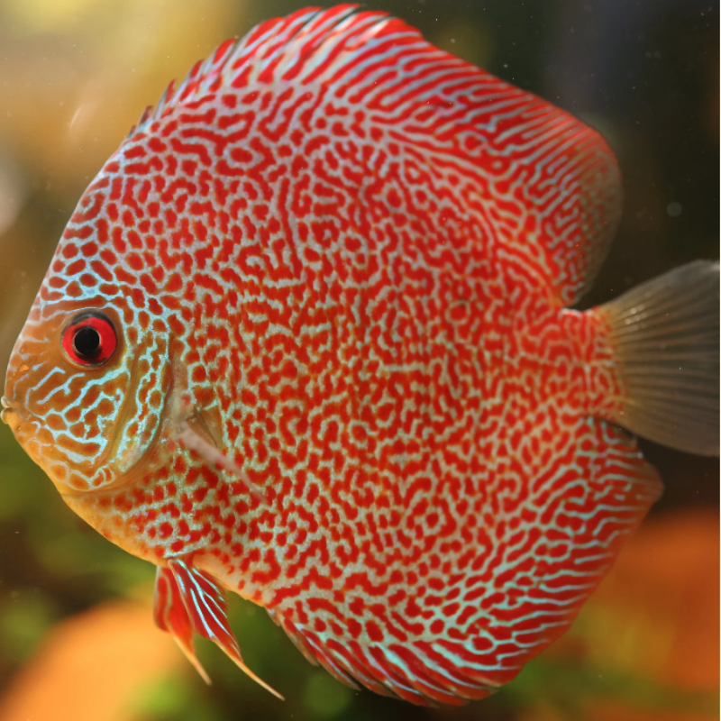 Live Fish