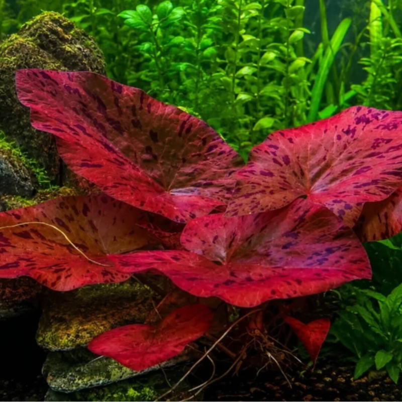 Live Plants