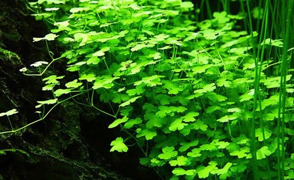 Live Plants