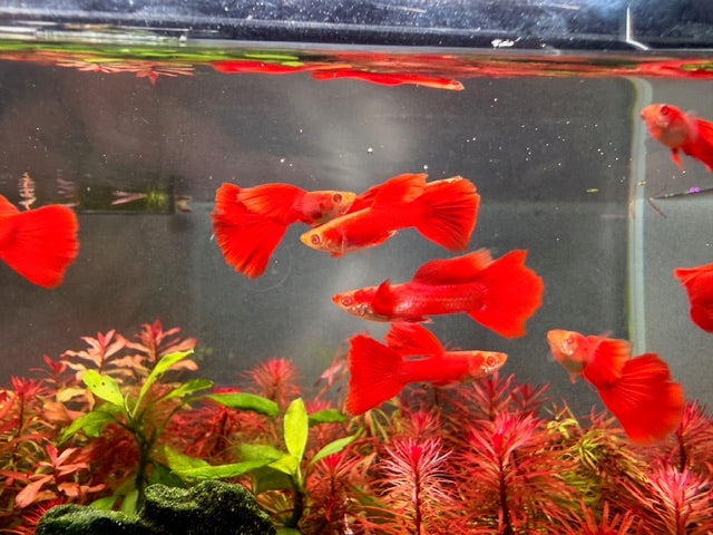 Livebearers