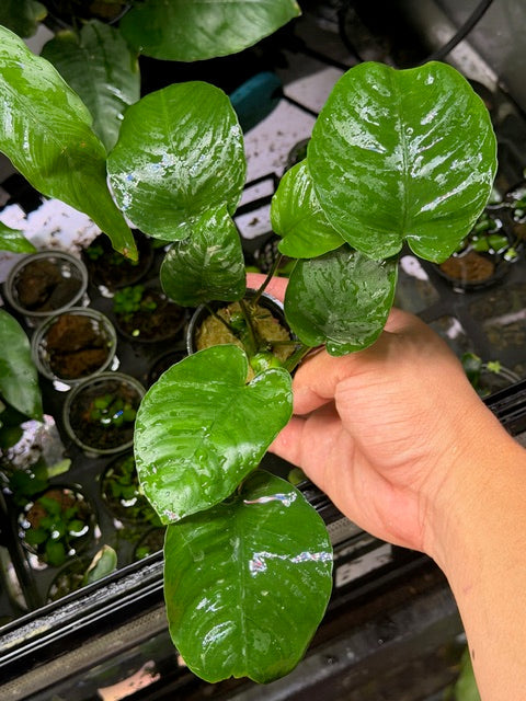 Beginner Friendly Plants