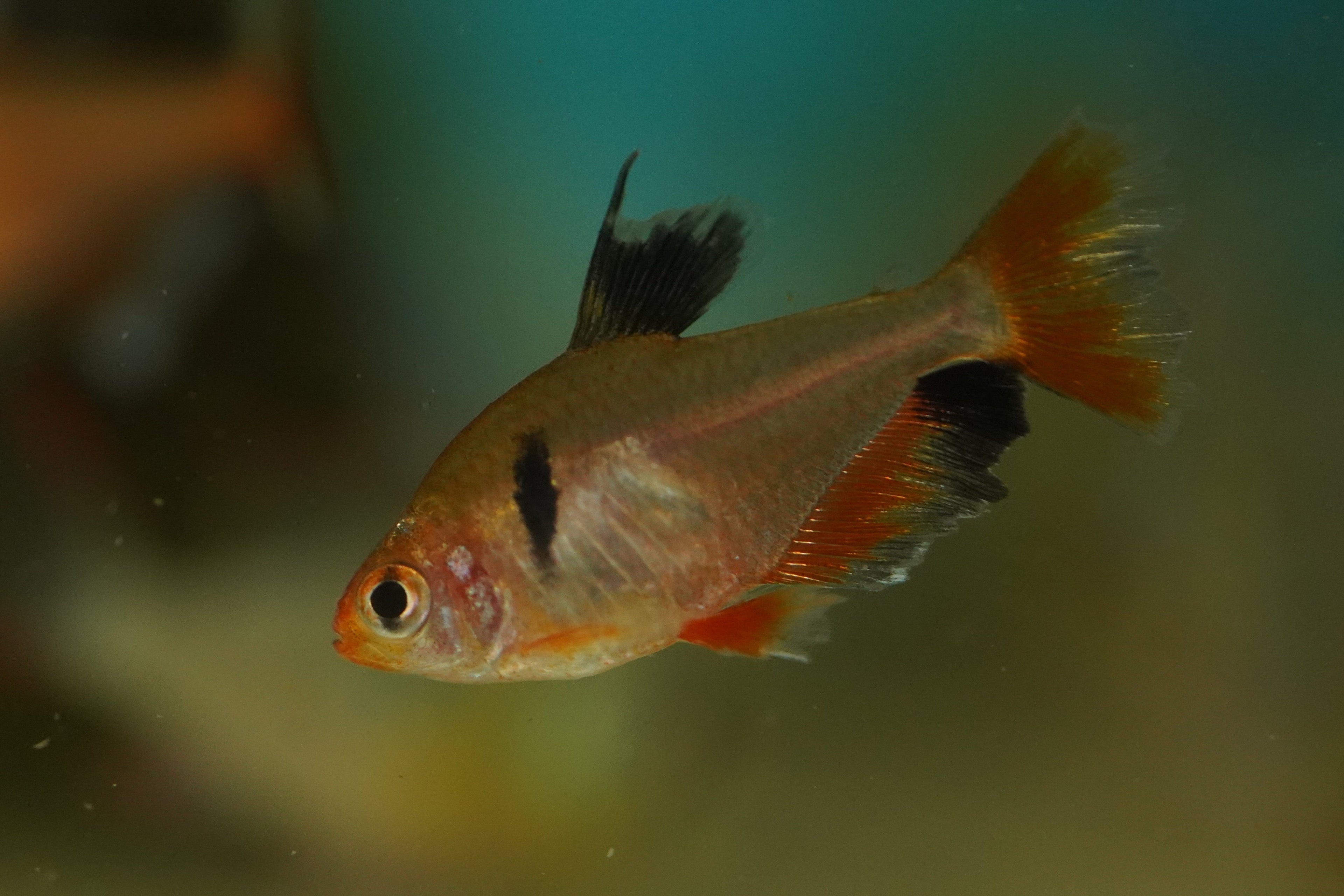 Beginner Friendly Fish