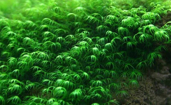 Floating Plants & Mosses