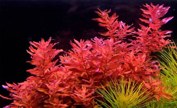 Background Plants