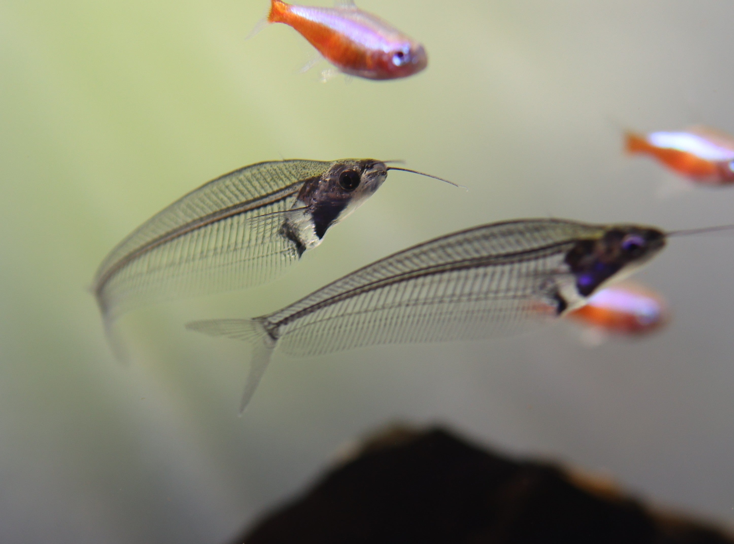 Glass Catfish
