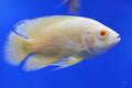 Oscar (Assorted Colours 10cm+)