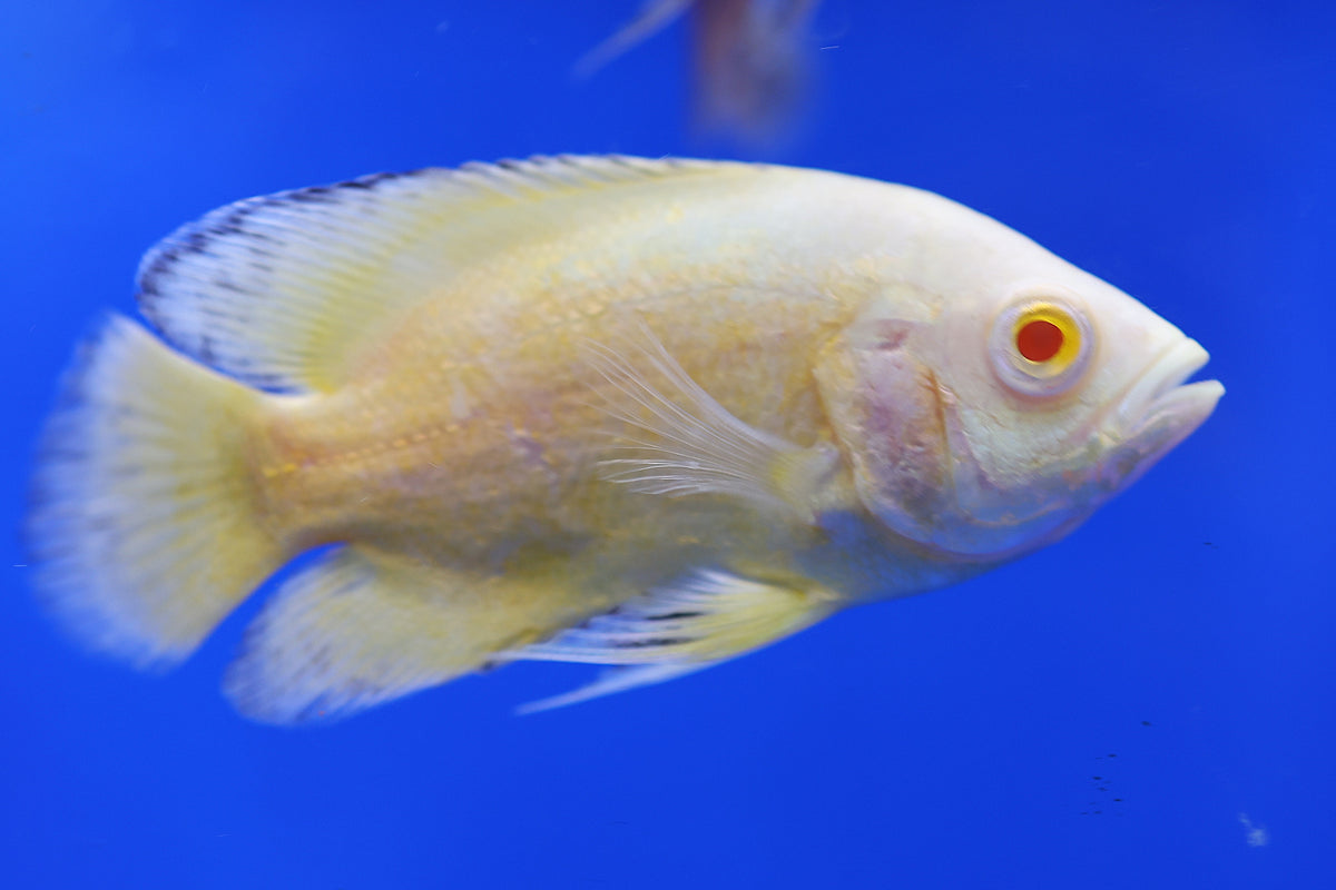 Oscar (Assorted Colours 10cm+)