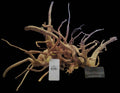 ASSORTED - AP Naturals Goldvine Wood (Small)