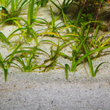 JBL Sansibar Sand River 10kg