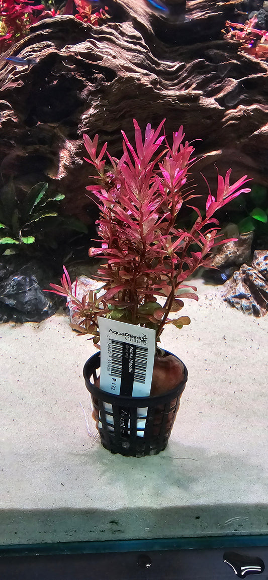 Rotala 'BLOOD RED' SUBMERSED POT
