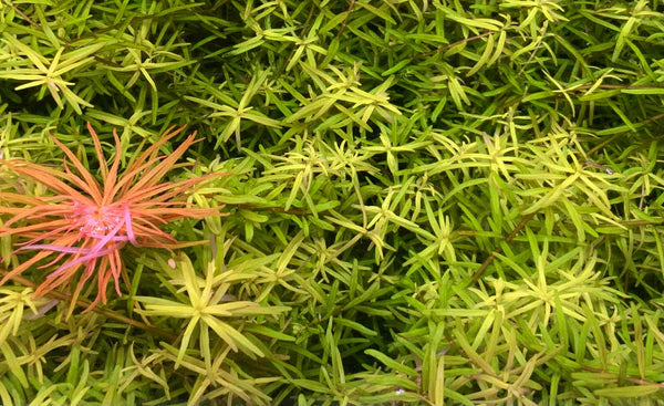 Rotala rotifundifolia Laos Pot 5cm (RARE)