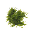 AquaLabs Weeping Moss