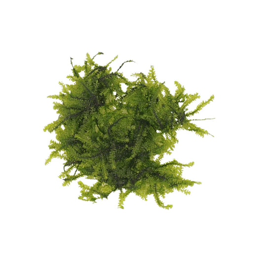 AquaLabs Weeping Moss