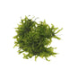 AquaLabs Weeping Moss