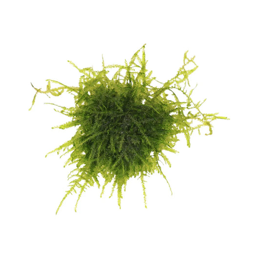 Aqualabs Peacock Moss