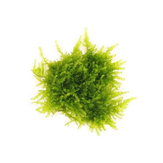 AquaLabs Mini Christmas Moss