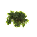 AquaLabs US Fissidens Moss