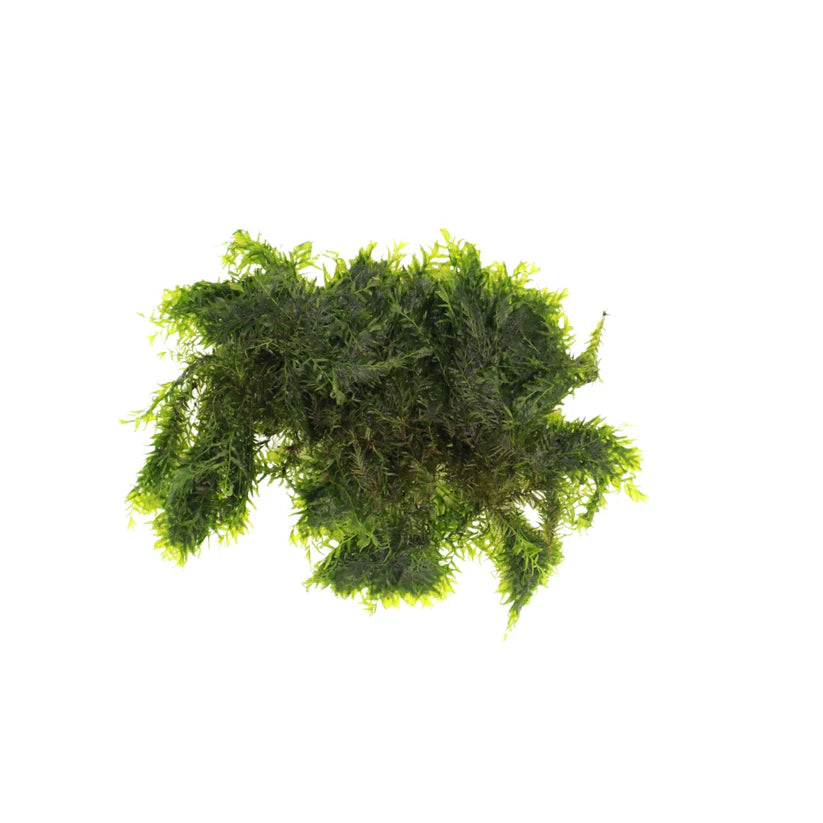 AquaLabs US Fissidens Moss