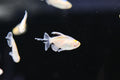 Albino Congo Tetra