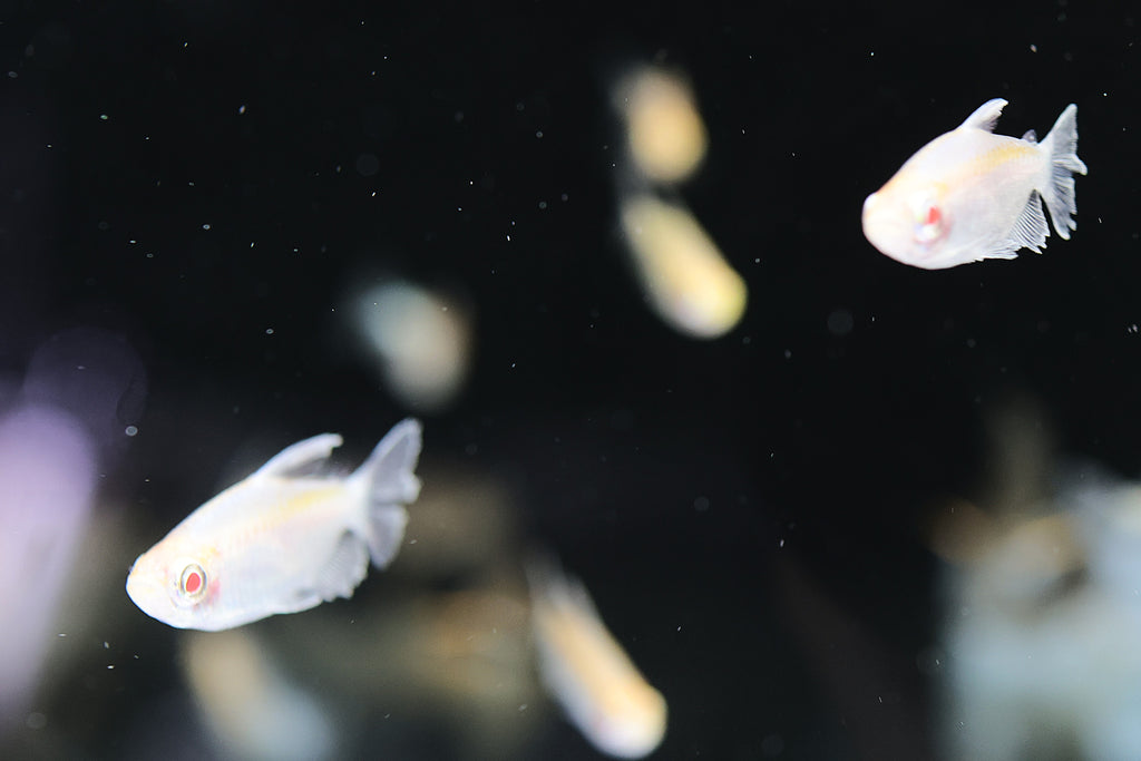 Albino Congo Tetra