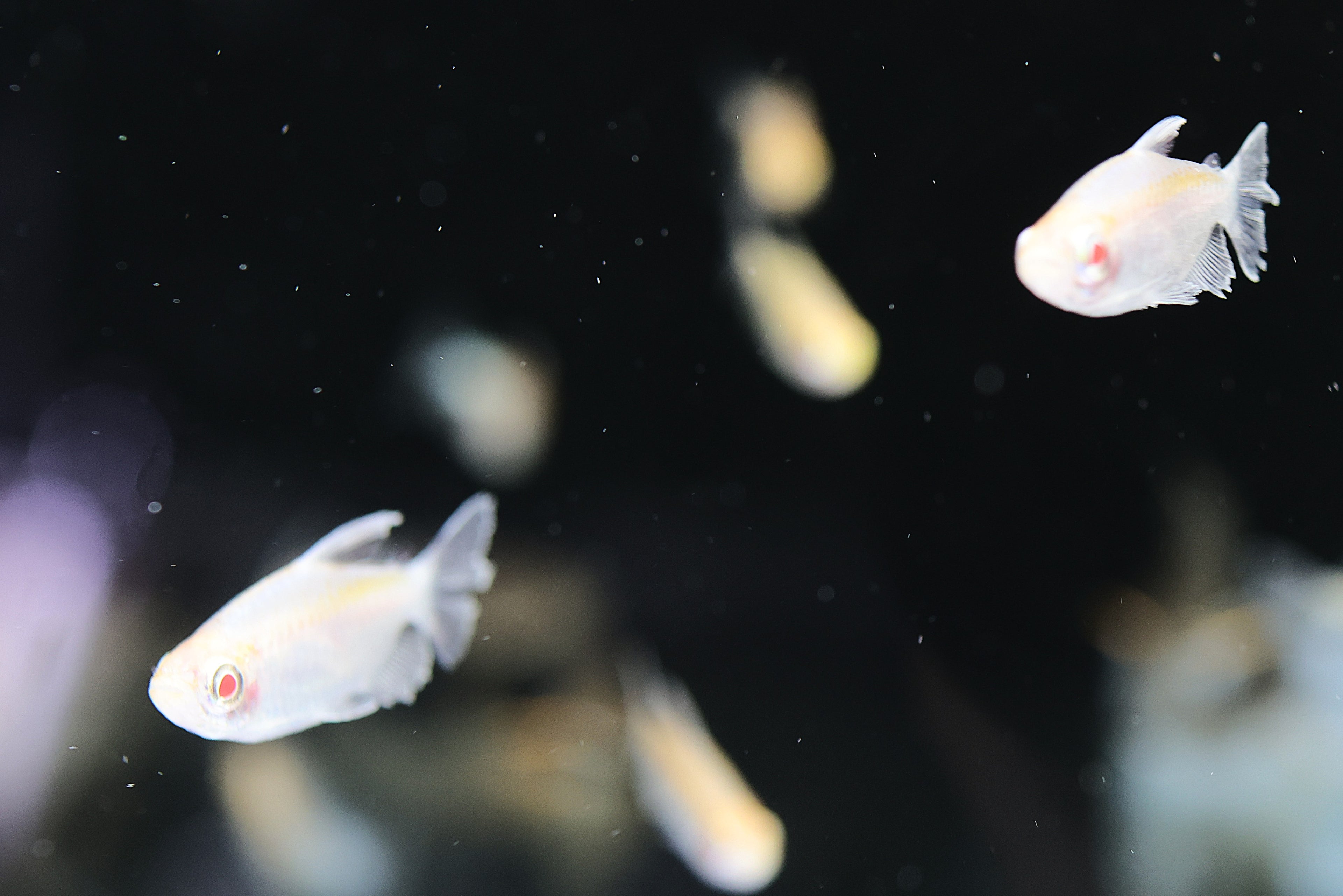 Albino Congo Tetra