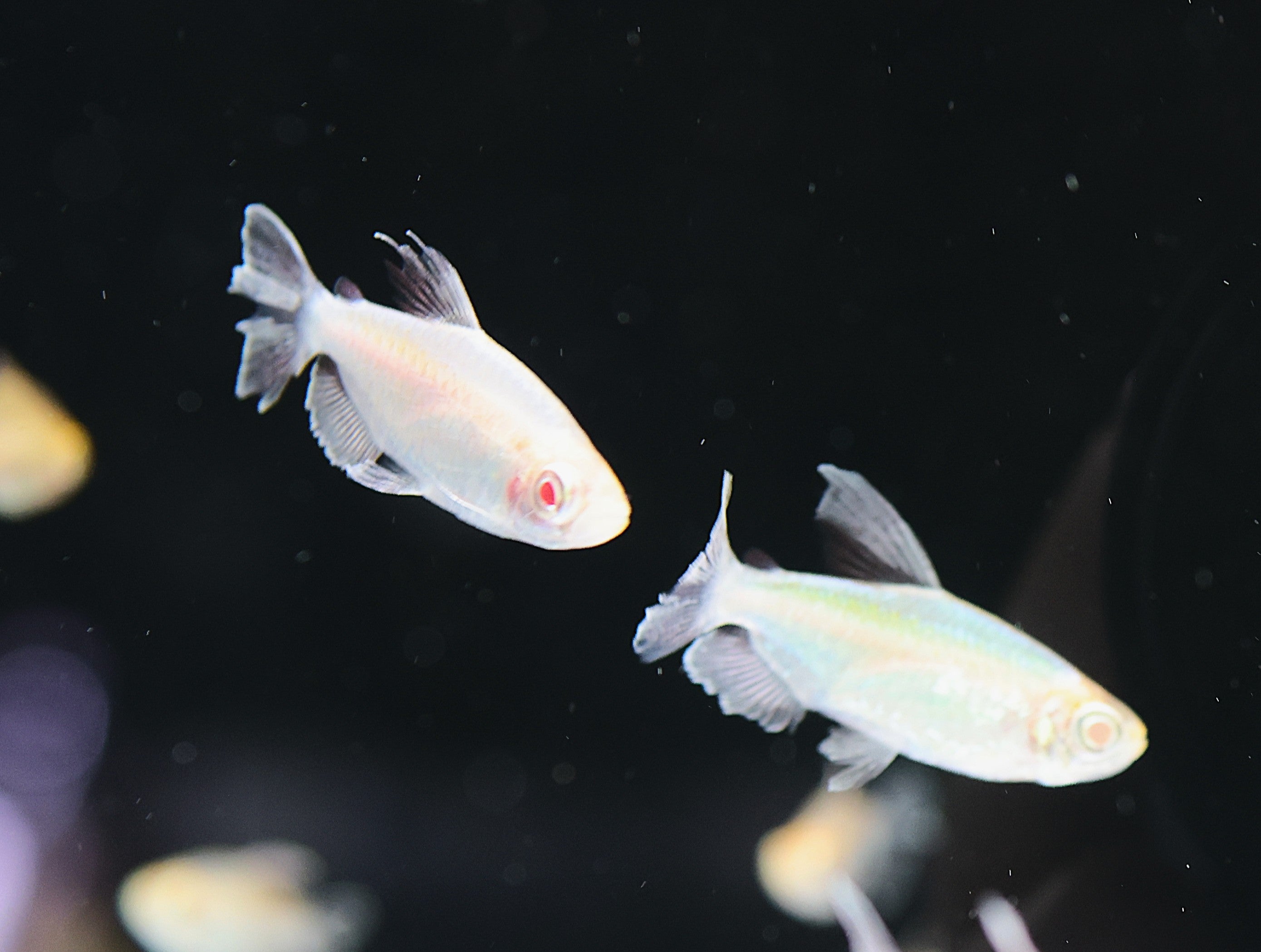 Albino Congo Tetra