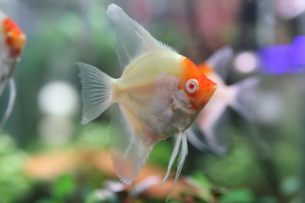 Albino Red Cap Angelfish