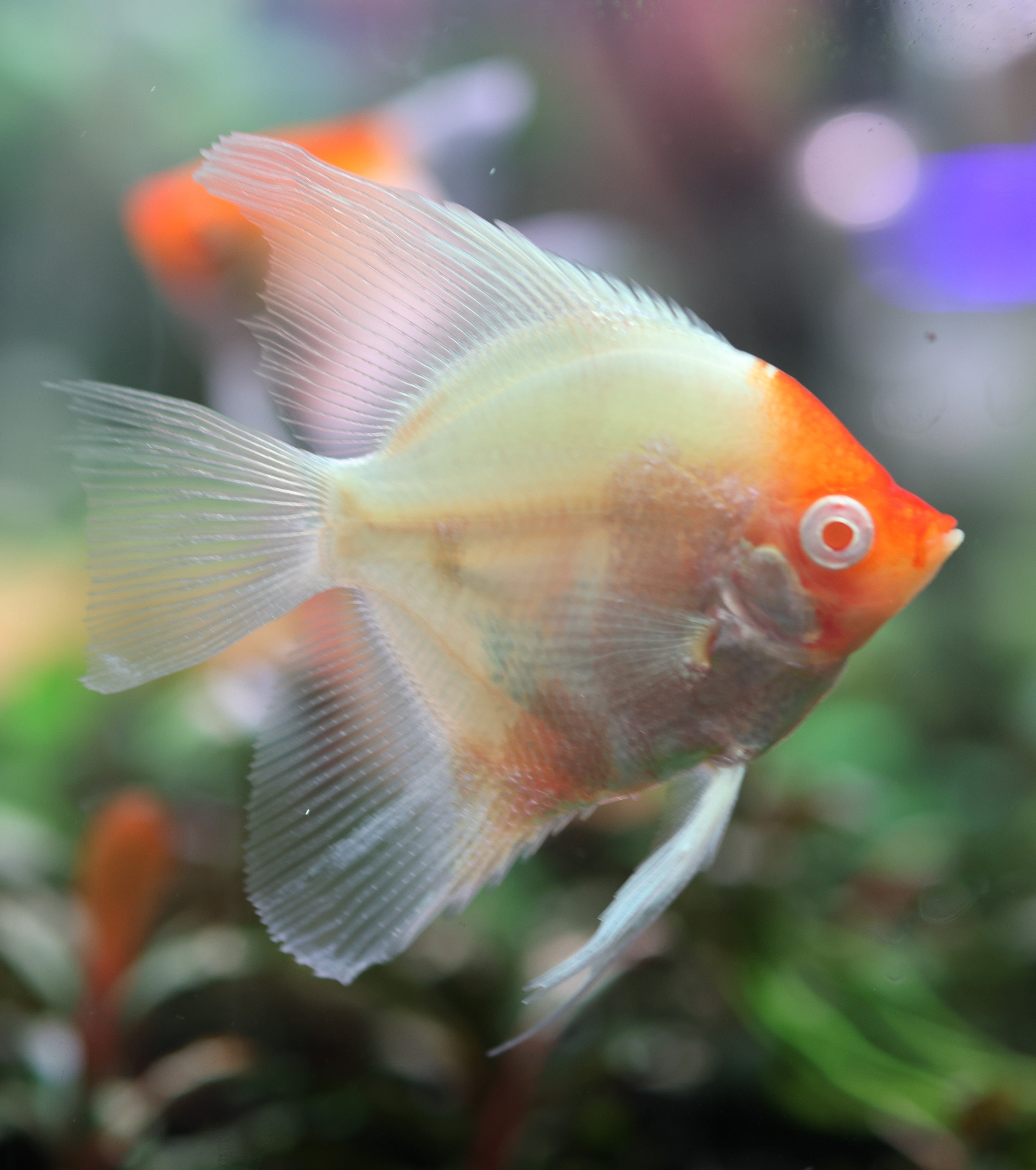 Albino Red Cap Angelfish