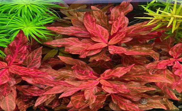Alternanthera Reineckii 'Rosanervig'