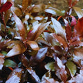 Alternanthera Reineckii "Mini" 5cm Pot